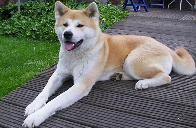 Akita%20Inu_Japanese%20Akita